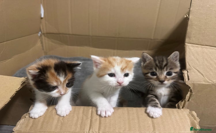 Domestic Shorthair cats - Advert 2