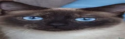Ragamese cats for sale: Beautiful ragameise kittens  - Advert 9