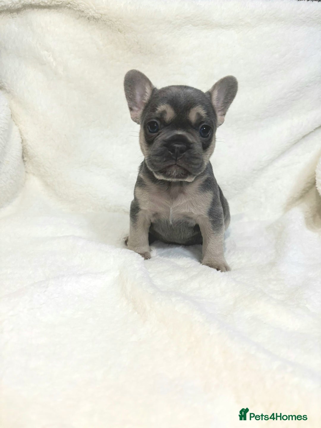 French Bulldog dogs for sale: Two Stunning Frenchie girl puppies left! - Advert 7