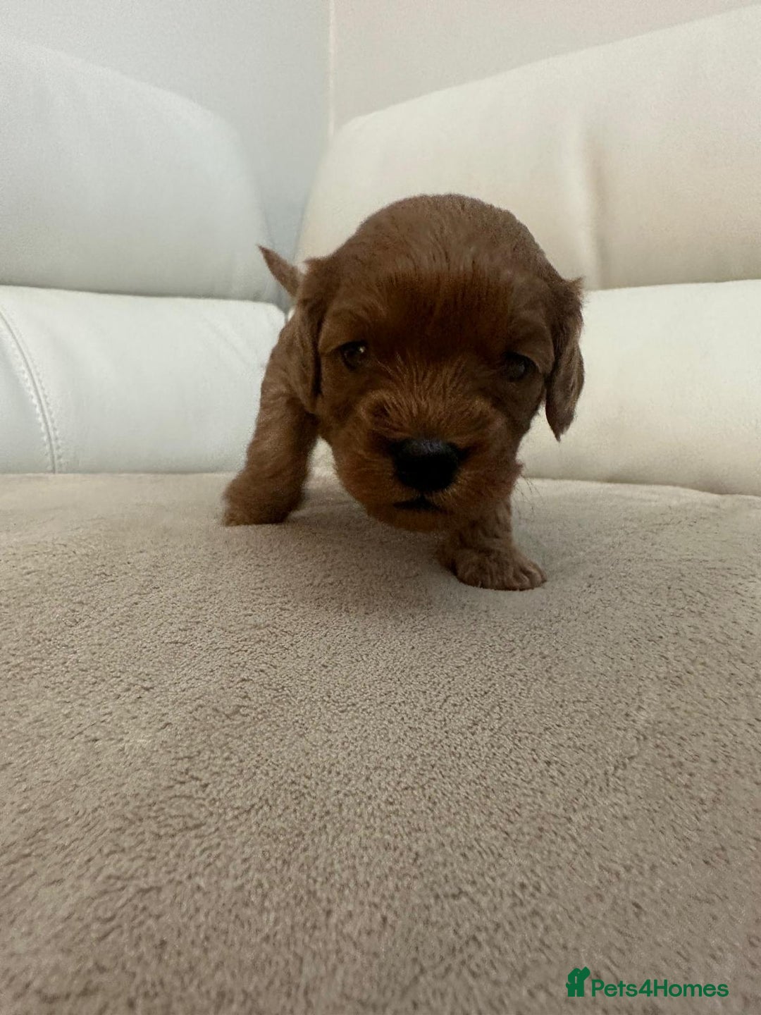 Cavapoo dogs for sale: 🐾 Beautiful F1 Cavapoos – Raised with Love  🐾 - Advert 8