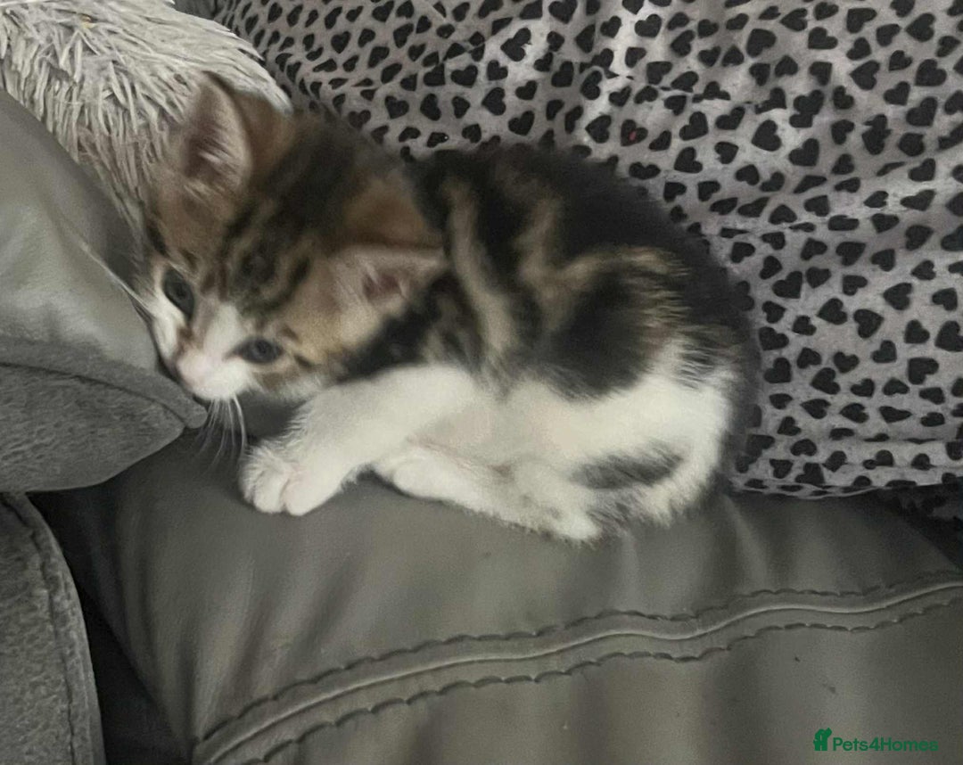 Mixed Breed cats for sale: Bengal/Maine Coone Cross - Image 1