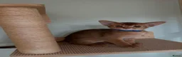 Abyssinian cats for sale: Beautiful Abyssinian Kittens  ready for sale  - Advert 3