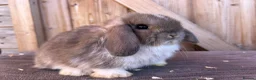 Mini Lop rabbits for sale: Show bloodline mini lop babies for reserve  - Advert 4