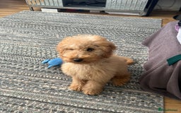 Cockapoo dogs for sale: Loving Home Needed for Cockapoo, Honey! - Image 2