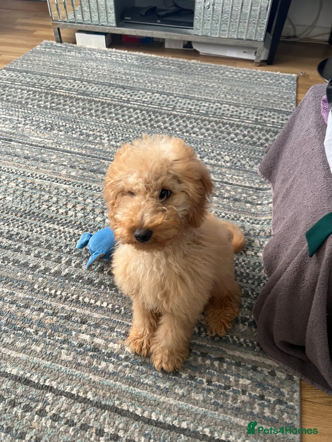 Cockapoo dogs for sale: Loving Home Needed for Cockapoo, Honey! - Image 2