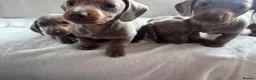 Miniature Dachshund dogs for sale: Miniature dachshund  - Advert 12