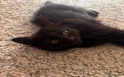 Mixed Breed cats for sale: Beautiful female kitten  - Image 4