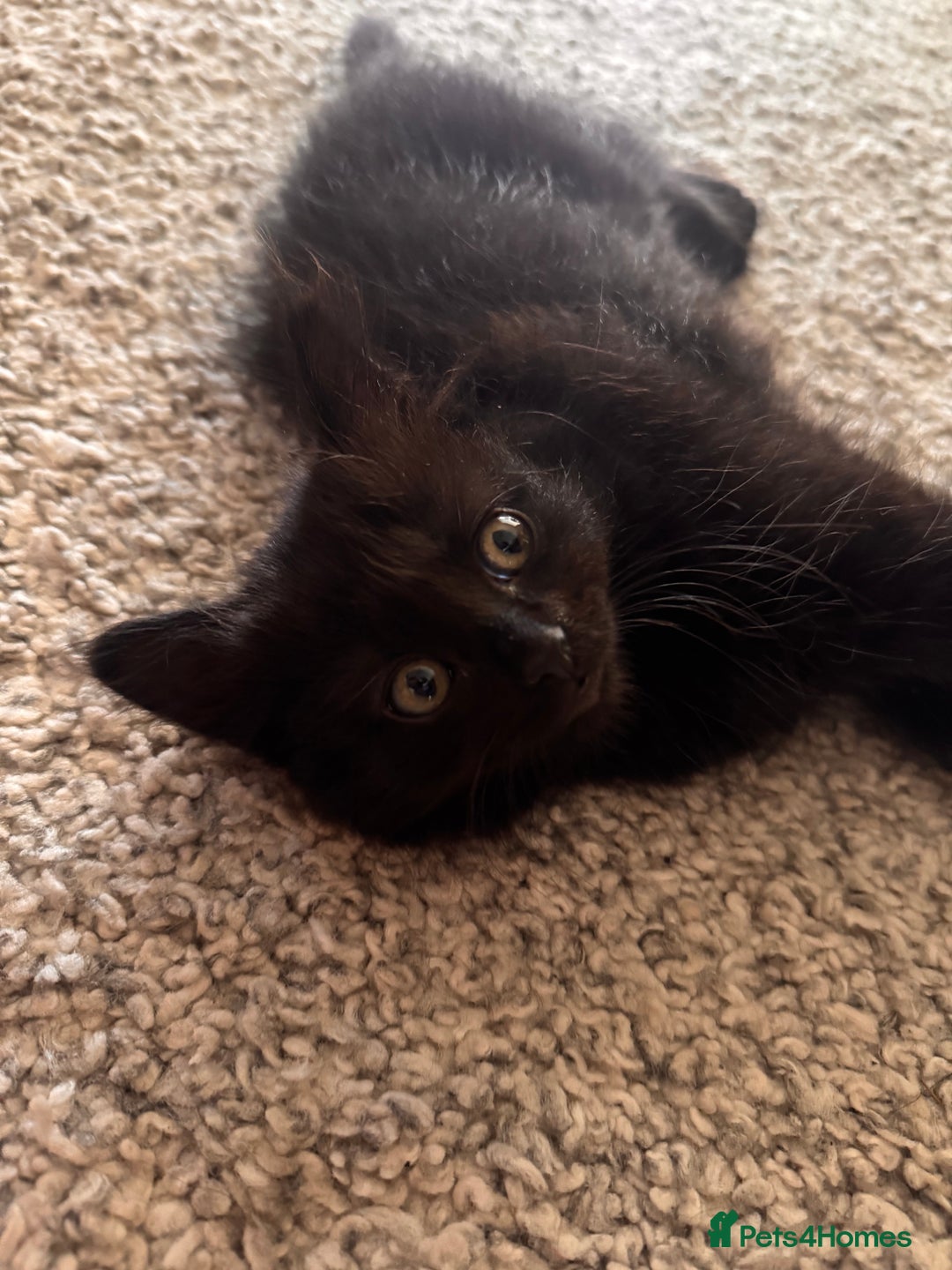 Mixed Breed cats for sale: Beautiful female kitten  - Image 4