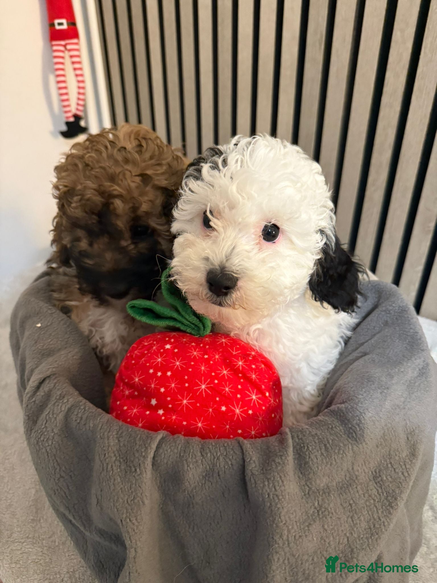 Cavapoo dogs Cavapoo F1B puppies for sale 🐶 2 Boys Left!  - Advert 1