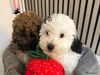 Cavapoo dogs Cavapoo F1B puppies for sale 🐶 2 Boys Left! - Advert 2