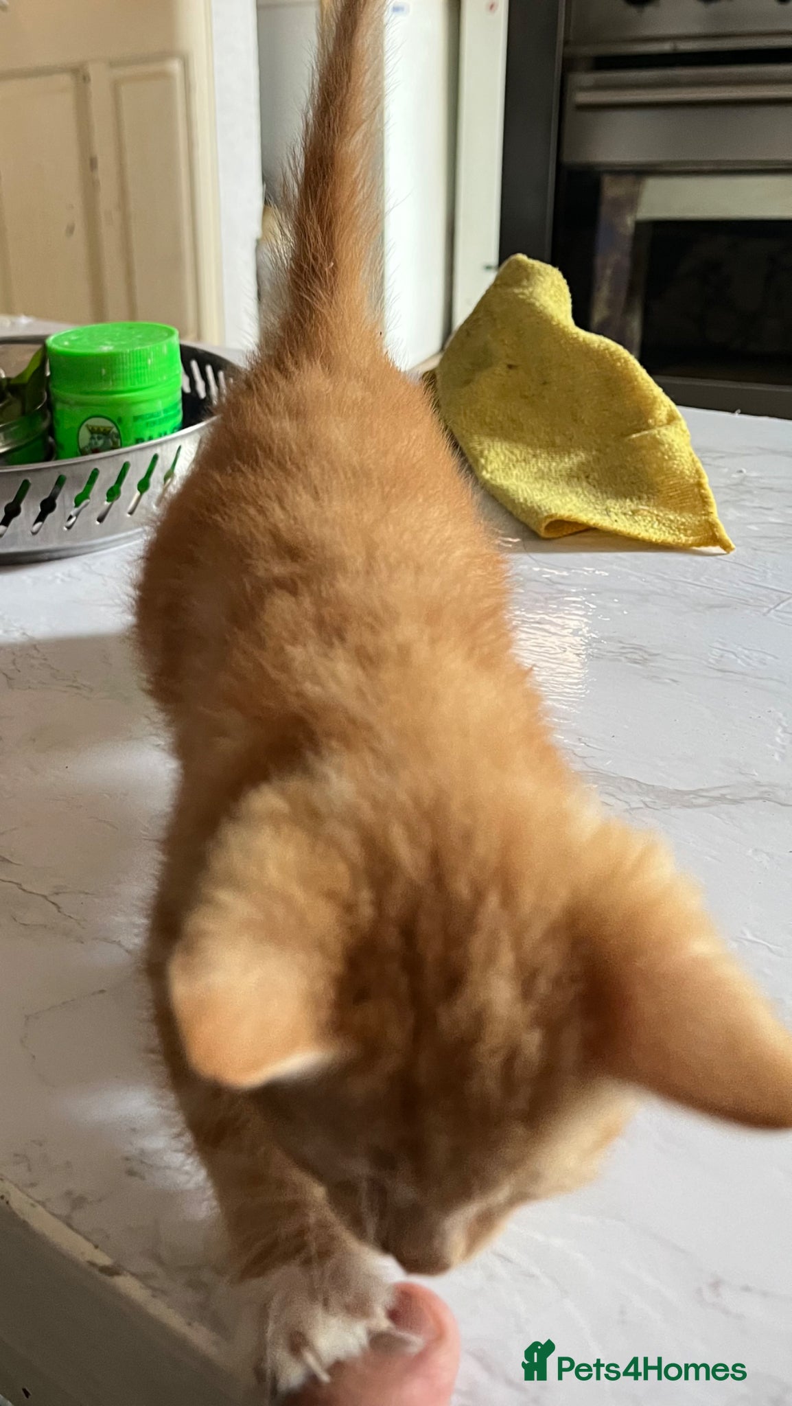 Mixed Breed cats for sale: 3 beautiful kittens for sale  - Advert 21