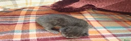 Mixed Breed cats for sale: Beautiful British Shorthaired Cross Kittens - Advert 5