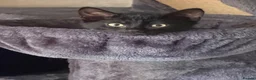 Mixed Breed cats for sale: 4 Gorgeous and playful kittens - Advert 9