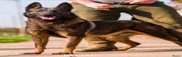 Belgian Shepherd Dog dogs for sale: 🔥🔥LAMPAK9 🇧🇪  Belgian Malinois 🔥🔥 - Advert 3