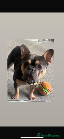 French Bulldog dogs - Advert 15