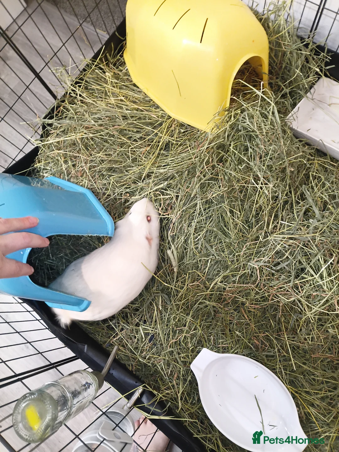 Guinea Pig rodents for sale: 4 Guinea Pigs in need of a new home - Advert 5