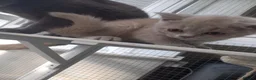 British Shorthair cats for sale: Kittens  - Advert 4