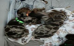 Miniature Dachshund dogs for sale: Chocolate Tan/dapple Miniature Dachsund - Image 10