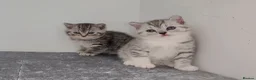 British Shorthair cats for sale: 🏆 Pedigree Silver British Shorthair Kittens 🏆 - Advert 7