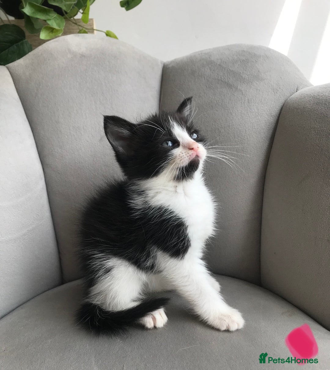 Mixed Breed cats for sale: 4 beautiful babies looking for their forever homes - Image 3
