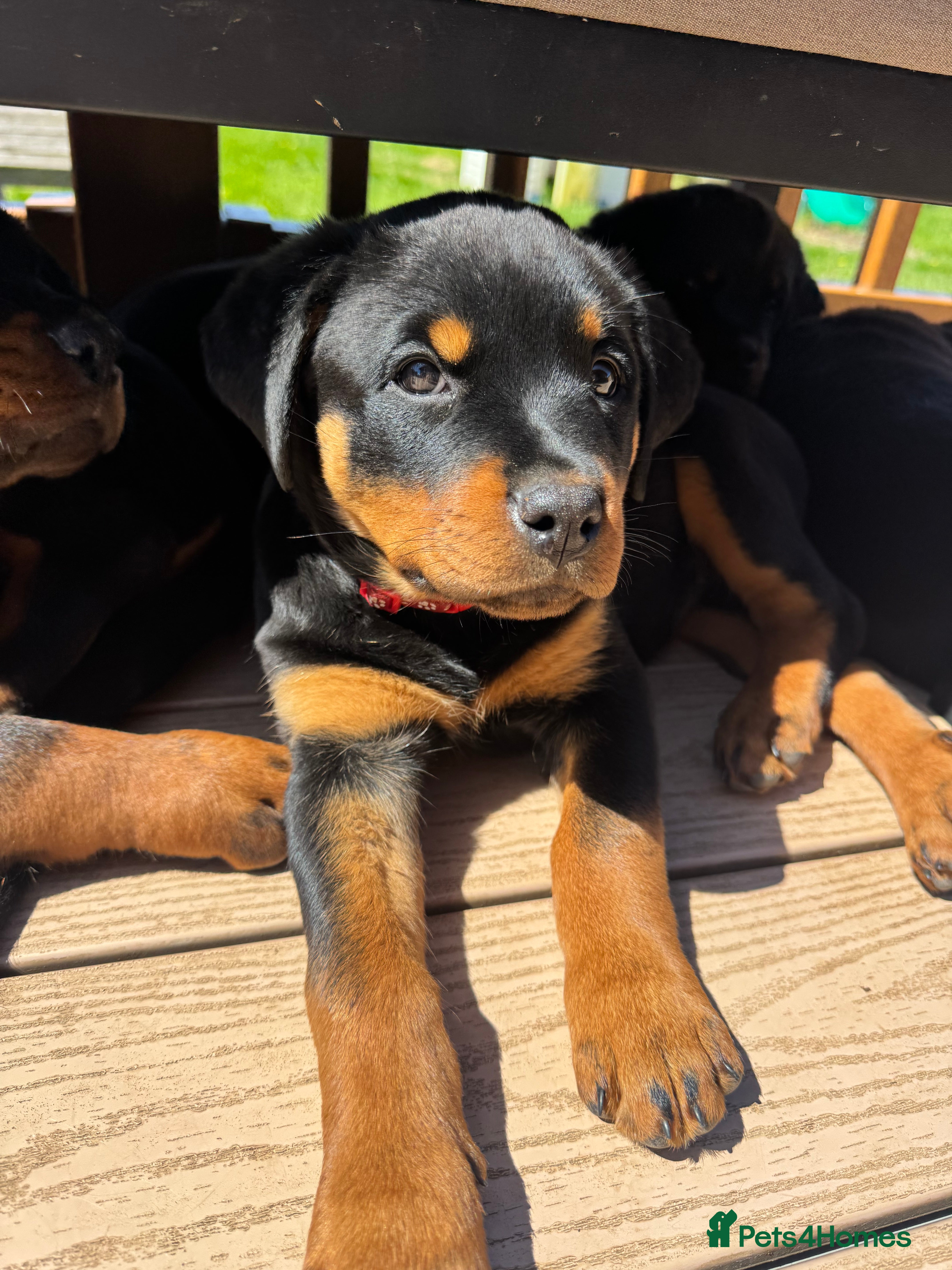Rottweiler dogs 🐾KC Rottweiler Puppies– Family Raised – 27th Jun - Advert 2