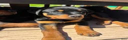 Rottweiler dogs for sale: 🐾KC Rottweiler Puppies– Family Raised – 27th Jun - Advert 5