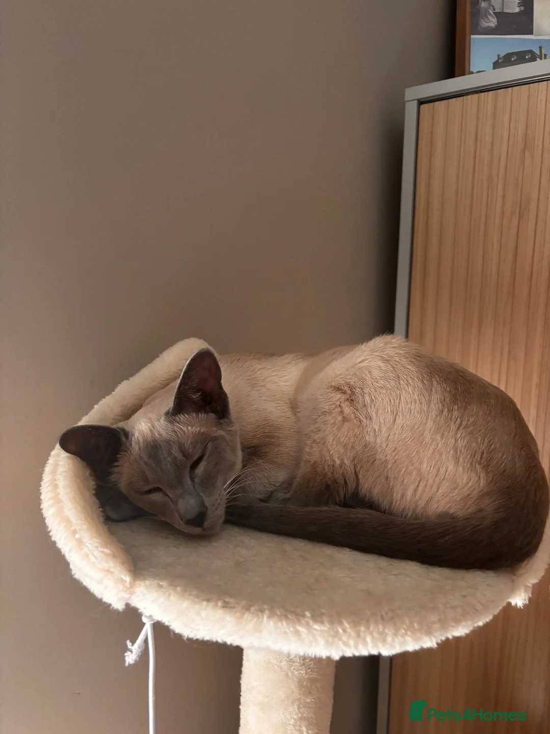 Siamese cats for sale: Two Beautiful Siamese Cats for sale  in Leeds - Advert 2