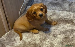 Cockalier dogs for sale: Gorgeous Cockalier Puppies… - Image 14