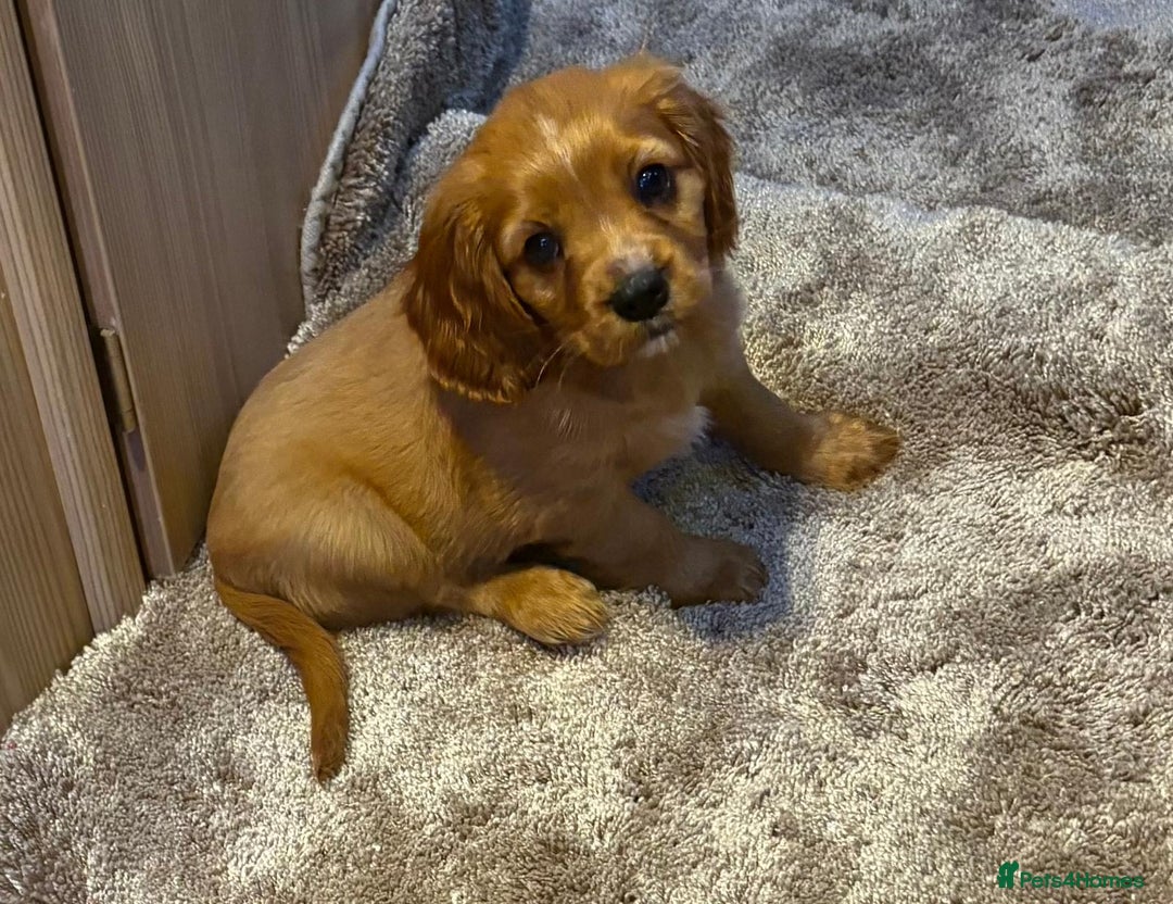Cockalier dogs for sale: Gorgeous Cockalier Puppies… - Image 14
