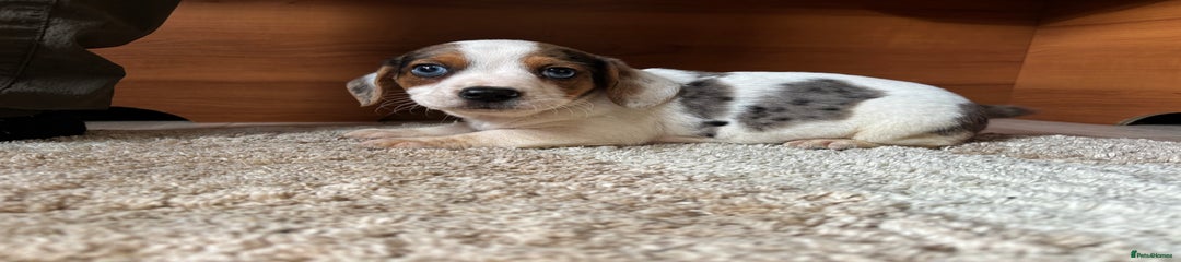 Jack Russell Puppy 1