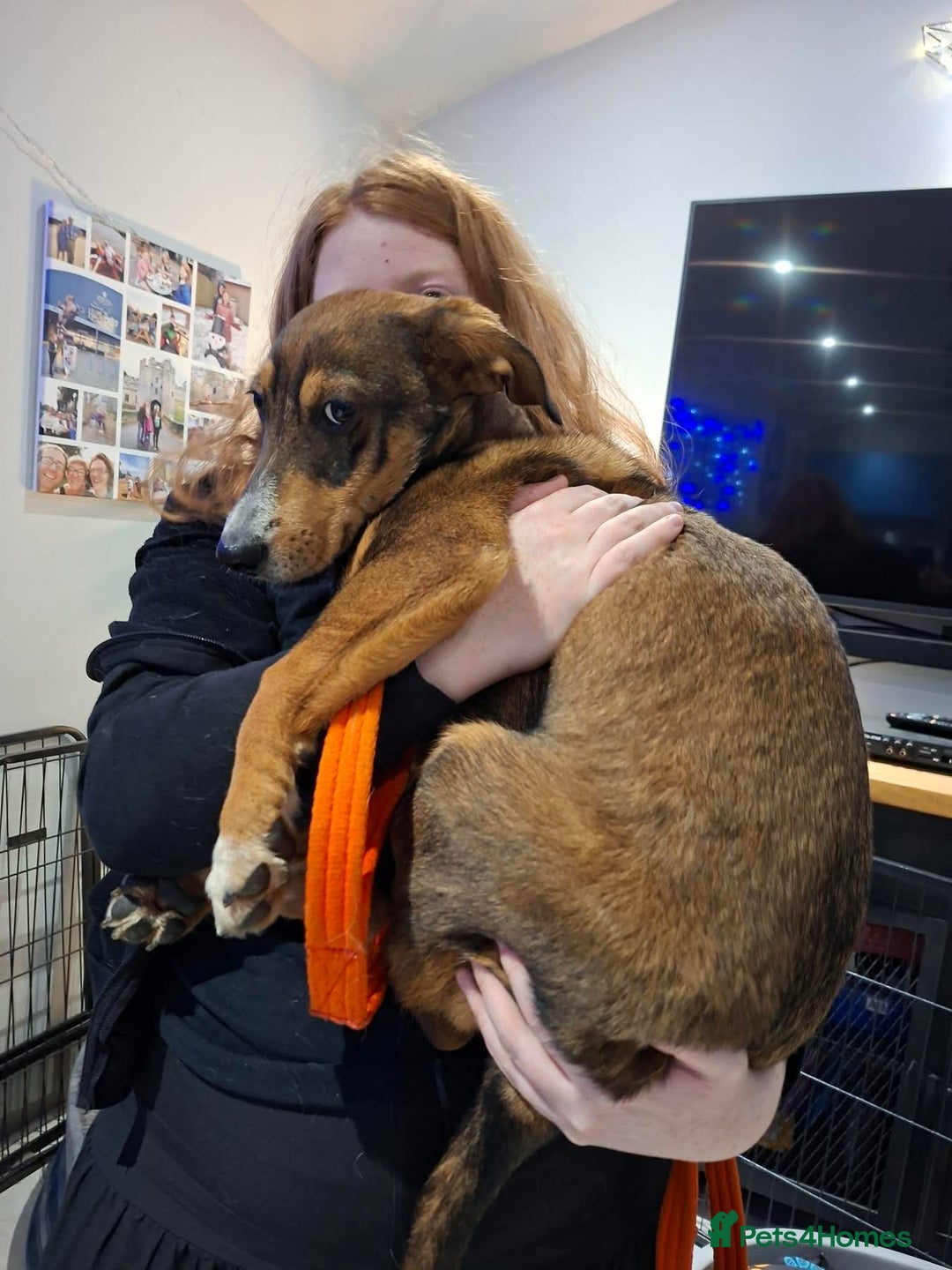 Mixed Breed dogs for adoption: Harvey - north Walsham Norfolk  - Advert 2