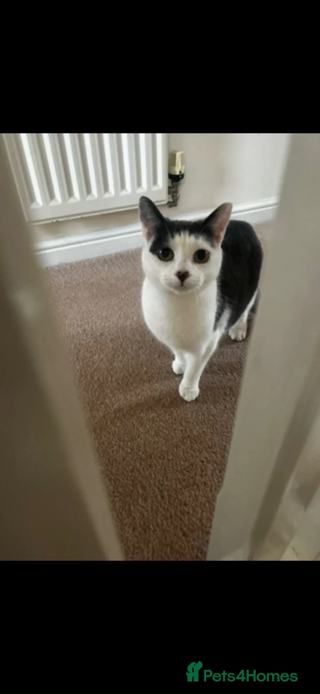 Mixed Breed cats for sale: Kitten ready to be collected  in Bridlington - Advert 3