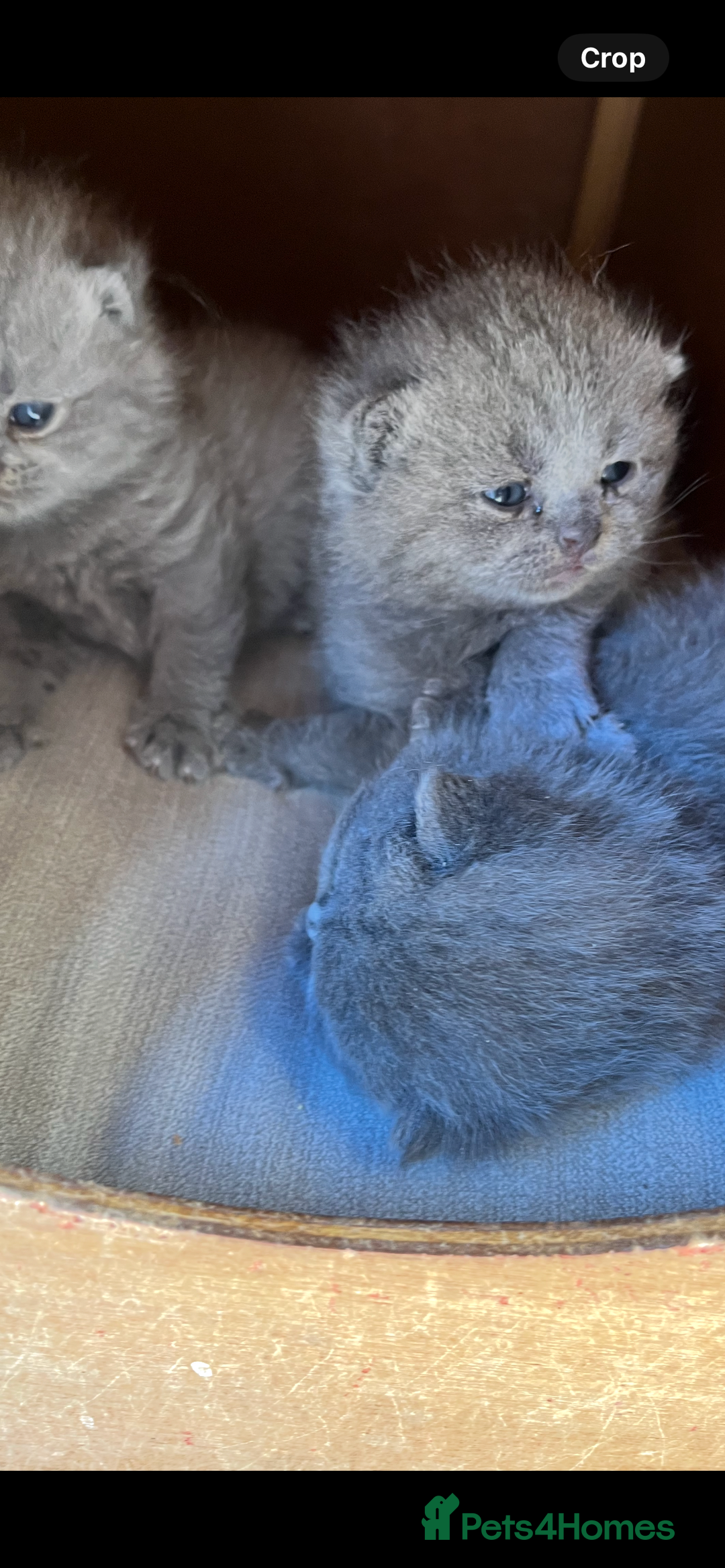 British Shorthair cats for sale: Beautiful female kitten - Image 6