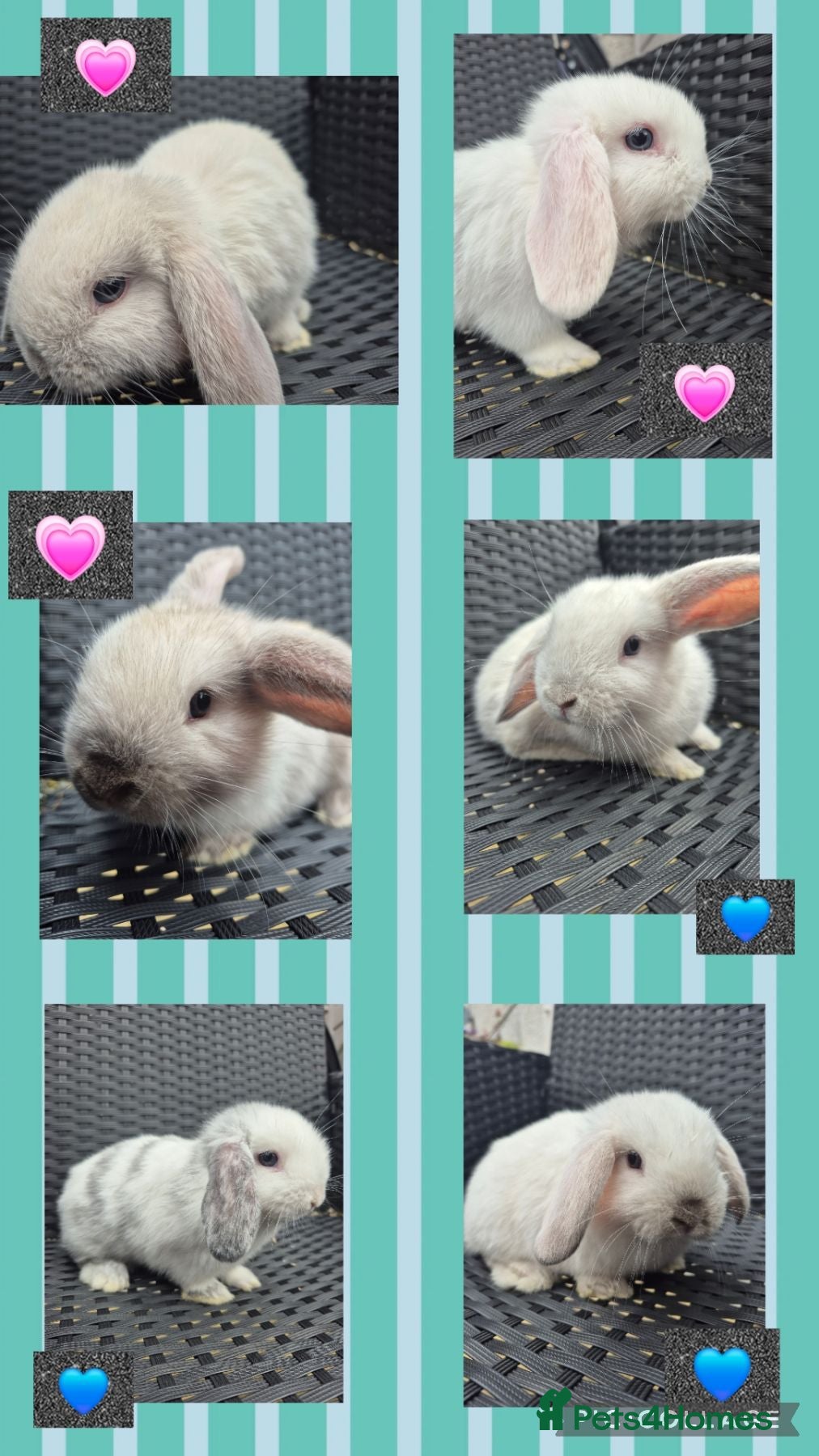 Mini Lop rabbits ❤️ READY TODAY! Pure Mini Lop Babies Boys & Girls  - Advert 1