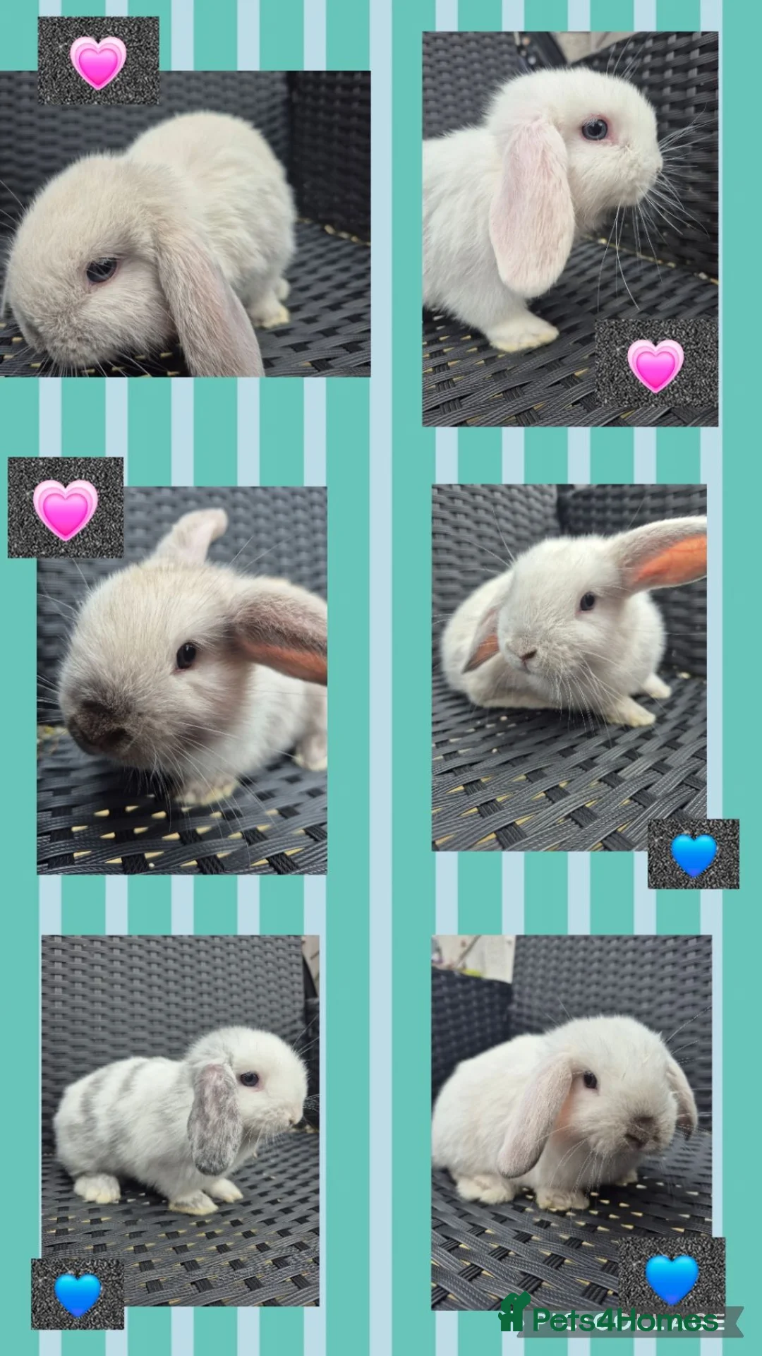 Mini Lop rabbits for sale: ❤️ READY TODAY! Pure Mini Lop Babies Boys & Girls  - Advert 1