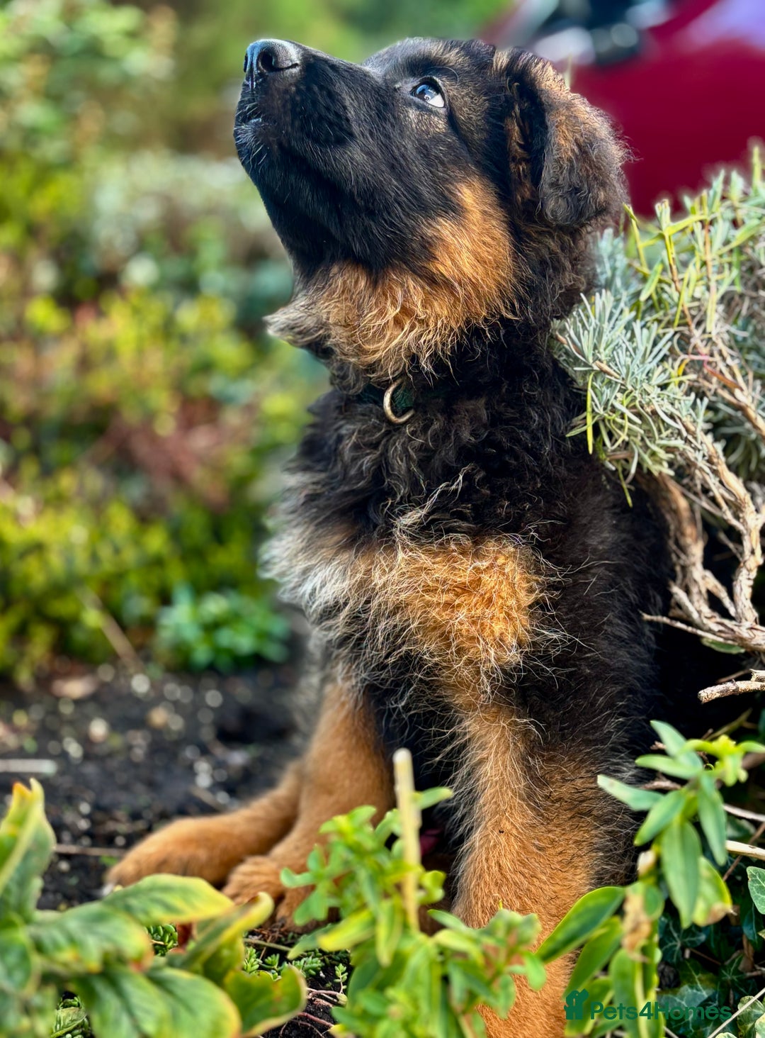 German Shepherd dogs for sale: Ready for new home. German Shepard 1 boy Left!!!  - Image 30