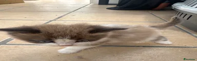 Mixed Breed Kitten 4