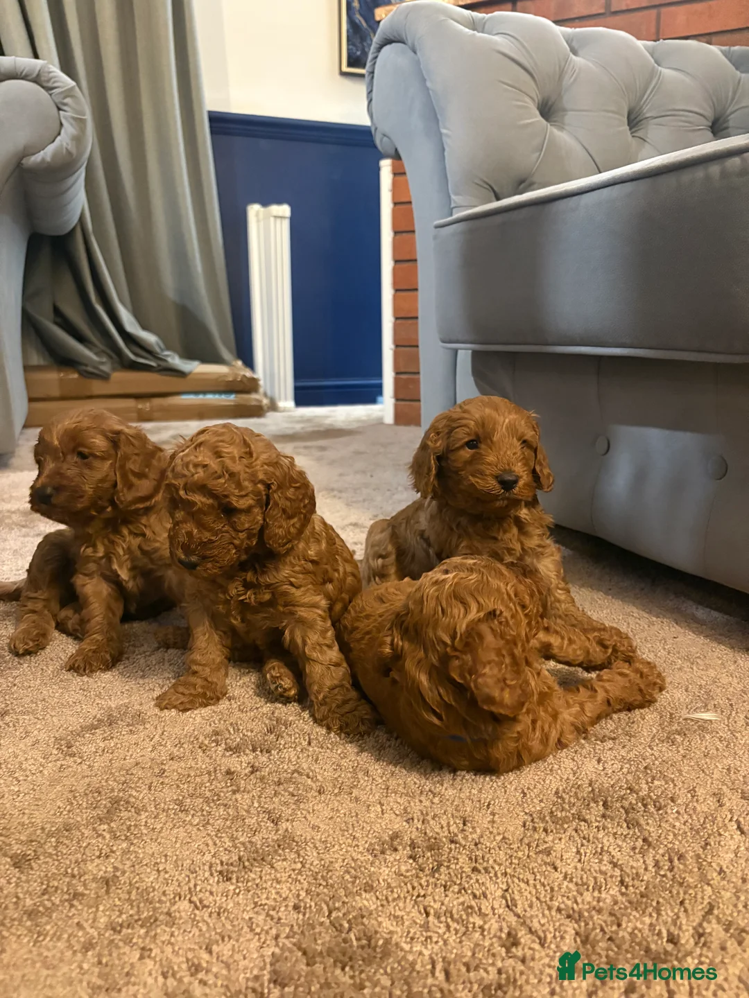 Cockapoo dogs for sale: Red F2b Cockerpoo  - Advert 3