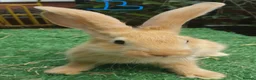 Continental Giant rabbits for sale: PURE Continental Giants VACCINATED 3 IN 1 RESERVE  - Advert 3