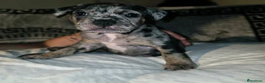 Merle Male (Bronx)