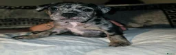 Mixed Breed dogs for sale: Fraffie litter (Frenchie/Staff cross)  - Advert 5