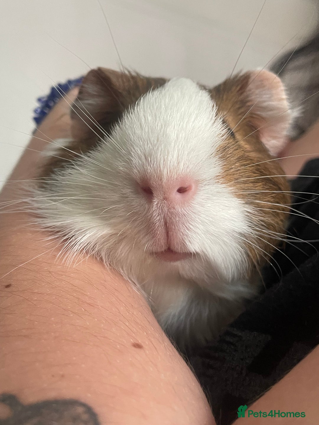 Guinea Pig rodents for sale: Two male guinea pigs  - Advert 4