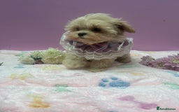 Maltipoo dogs for sale: Luxury Korean F1b maltipoos 😍🐶🐾 - Image 21