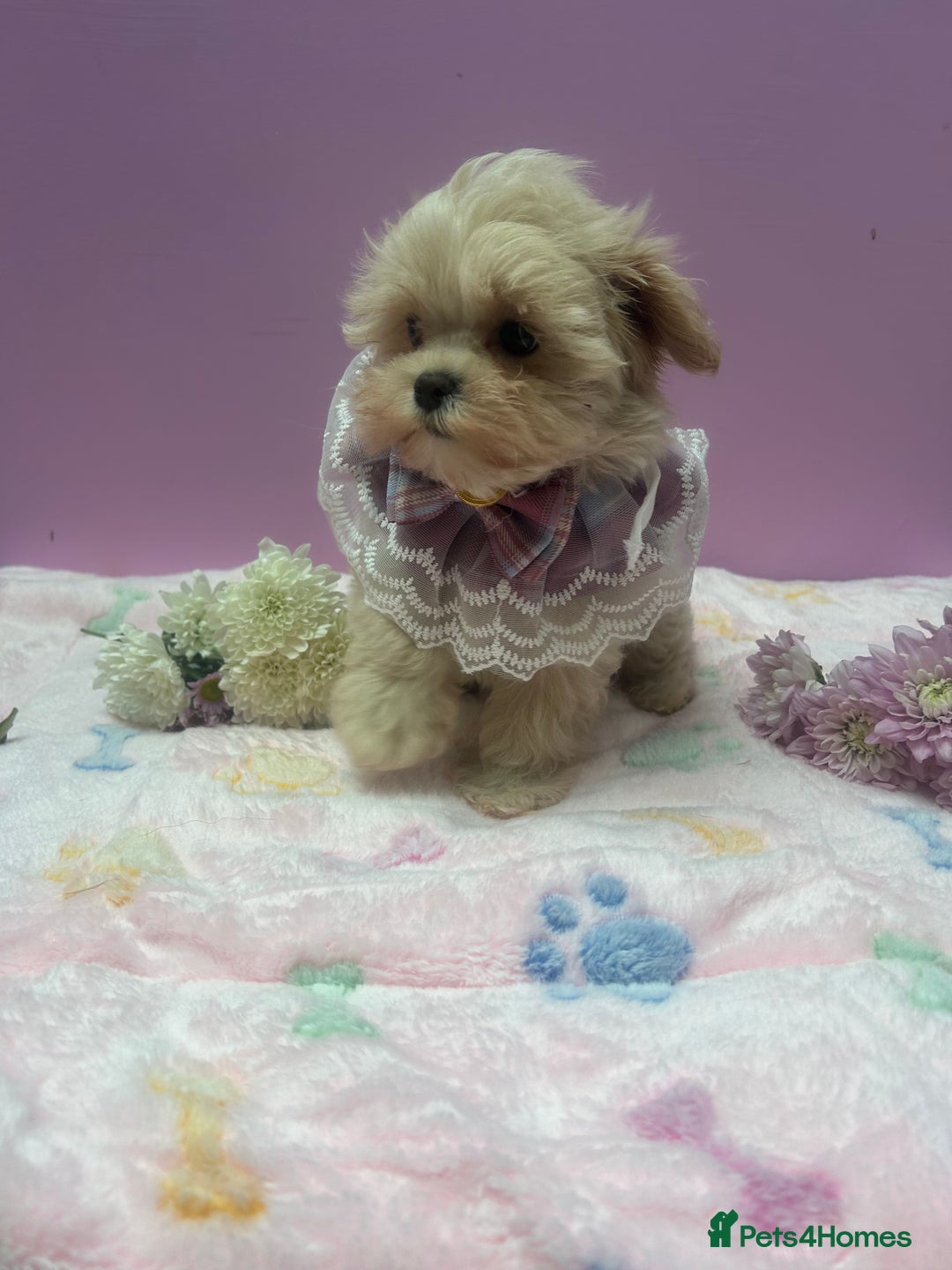 Maltipoo dogs for sale: Luxury Korean F1b maltipoos 😍🐶🐾 - Image 21