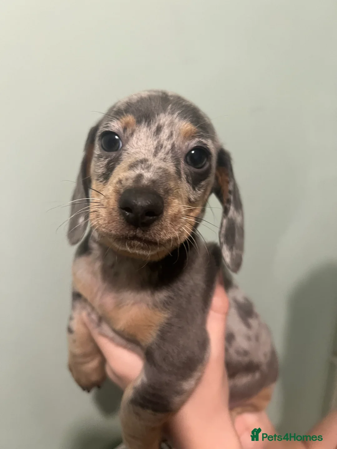 Dachshund dogs for sale: Miniature Dapple dachshunds READY NOW  - Advert 5