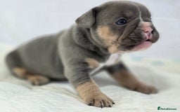 French Bulldog dogs for sale: TOP QUALITY KC REG FRENCHIES AVAILABLE  - Image 11