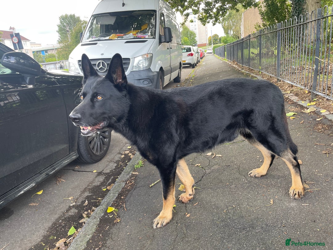 German Shepherd dogs for sale: German Shepherd puppies for sale (Full Pedigree) - Image 20