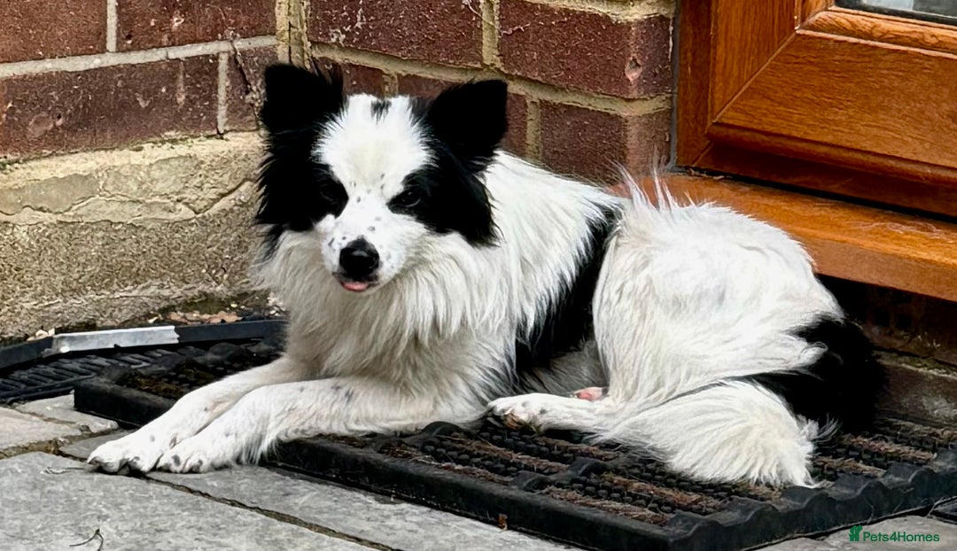 Chihuahua dogs for adoption: Toffy in West Malling - Image 6