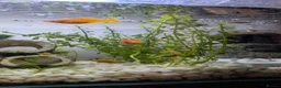 Platies fish for sale: Platies For Sale  in Southend-on-Sea - Advert 2