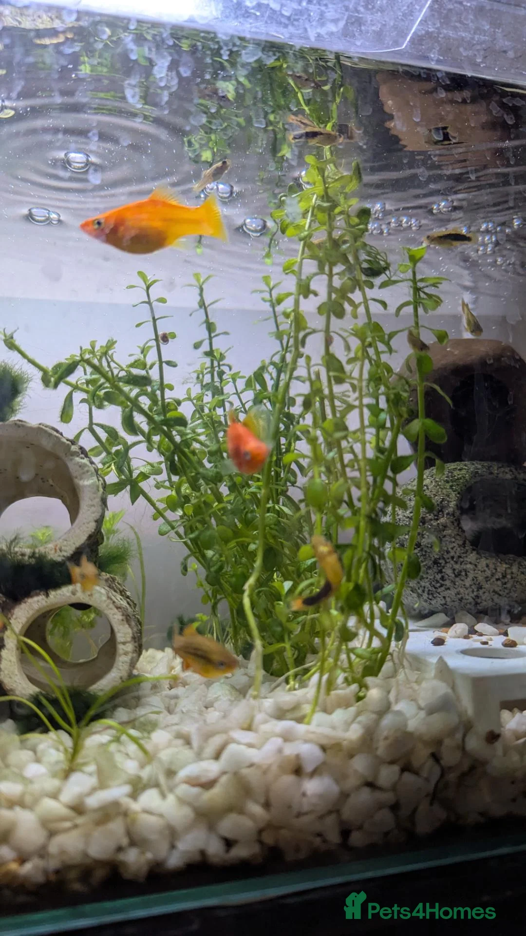 Platies fish for sale: Platies For Sale  in Southend-on-Sea - Advert 2